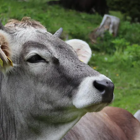 Haus Bergfried 公寓 弗林肯贝格