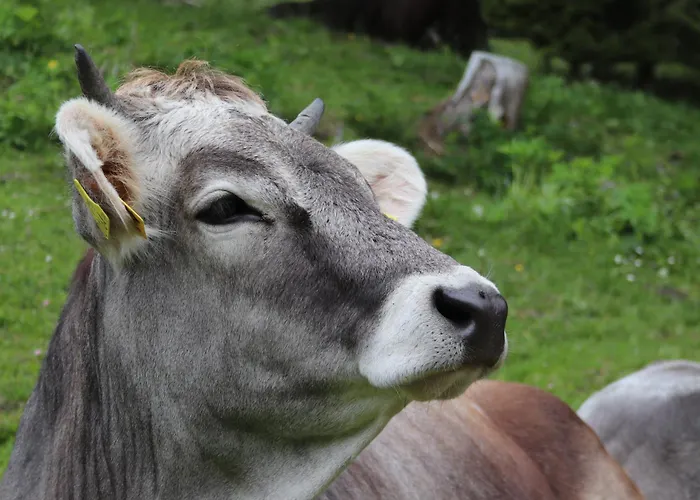 Haus Bergfried 公寓 弗林肯贝格